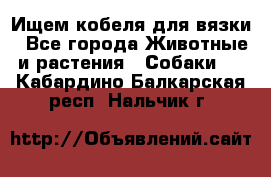 Ищем кобеля для вязки - Все города Животные и растения » Собаки   . Кабардино-Балкарская респ.,Нальчик г.